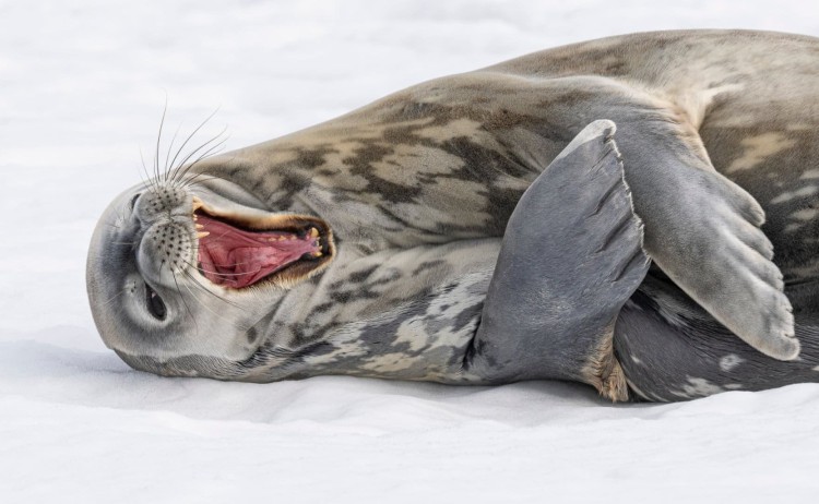 Leopard seal on the ice alone v2