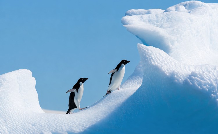 Penguins Antarctica 21
