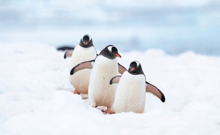 Penguins walking on the ice v2