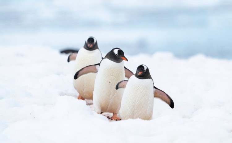 Penguins walking on the ice