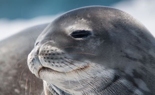 Seal in Antarctica 21 fly cruise