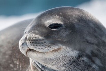 Antarctic Express  Air-Cruise
