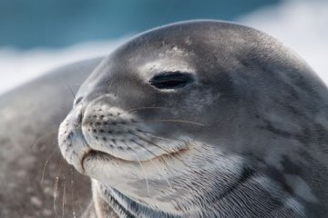 Antarctic Express  Air-Cruise