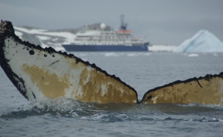 Whale Antarctica Quark