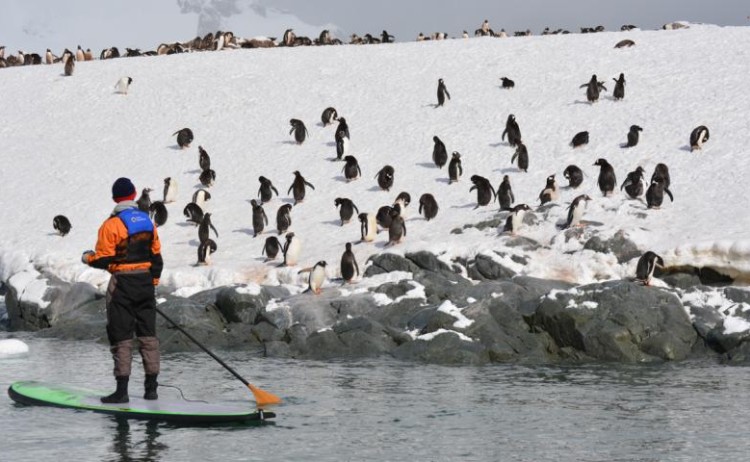 sup passenger beside penguins Quark