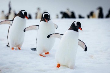 Antarctic Express: Cruise South, Fly North