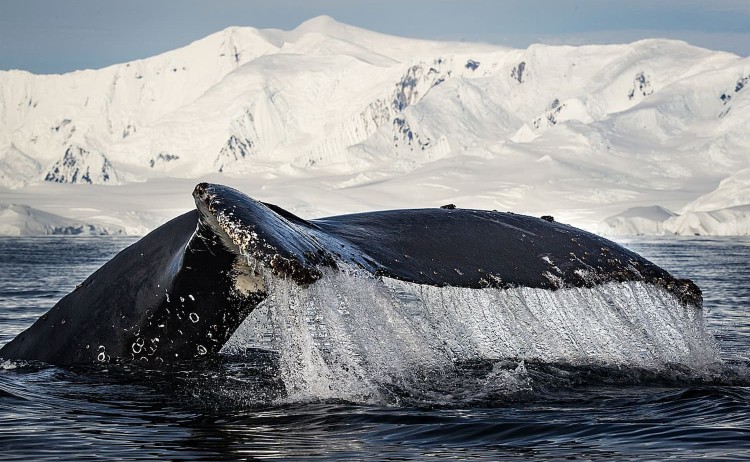 Humpback whale in Antarctica