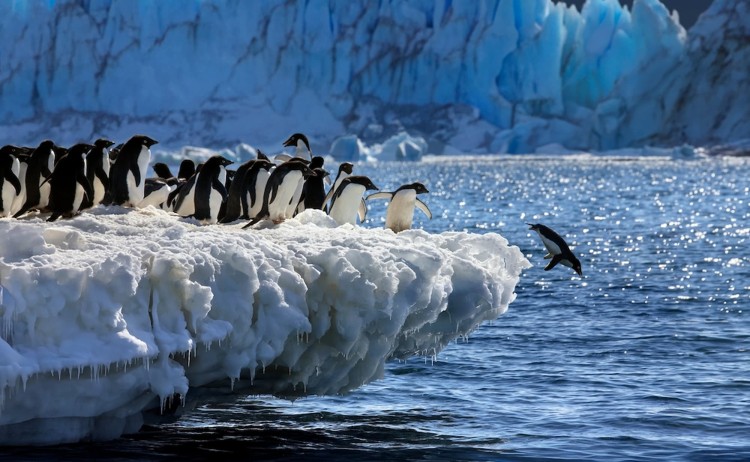 Group of Adelie Penguins in Antarctica