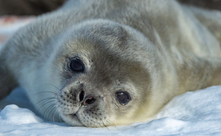 Weddell Seal pup, king George island, Antarctica(Leptonychotes weddellii