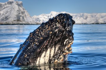 Antarctica Whale Watching Discovery & Learning