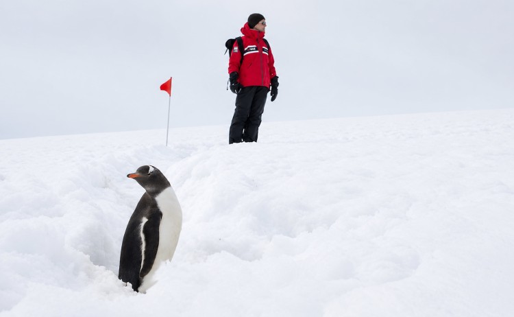 Antarctic Peninsula Ocean Albatross with Gentoo Penguiin