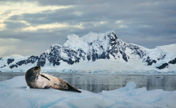 Antarctic Peninsula tour Leopard seal ice floe polar latitudes