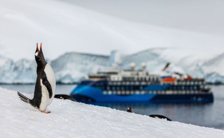 Antractic Peninsula Ocean Albatross with Gentoo Penguin