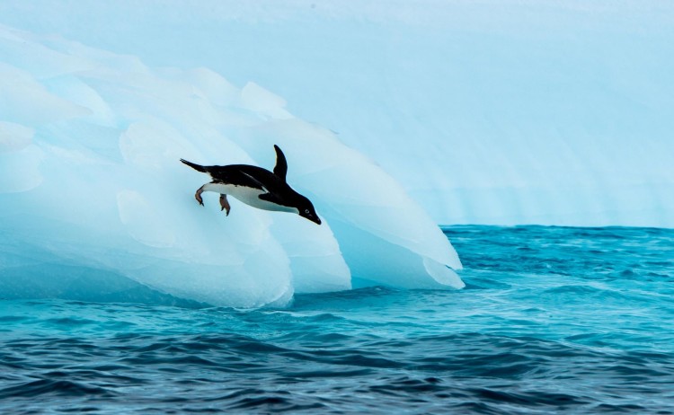 Halal friendly cruise, iceberg and Adelie penguin 