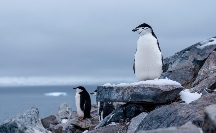 Antarctic Peninsula cruise chinstrap penguin derek oyen unsplash