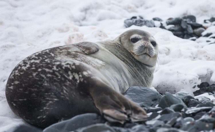 Antarctic Peninsula seal resting yuriy rzhemovskiy unsplash