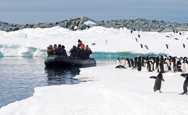 Antarctic peninsula cruise Adelie Penguins Leaping K.Ovsyanikova