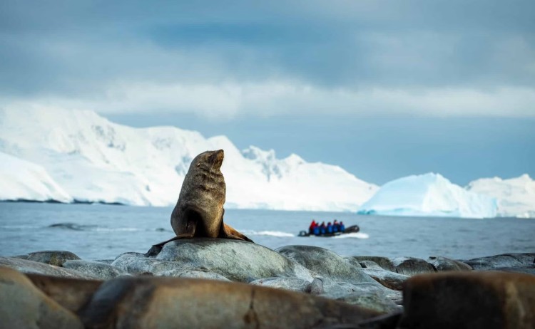 Fur Seal Hydrurga Rock Antarctica Tyson Mayr scaled
