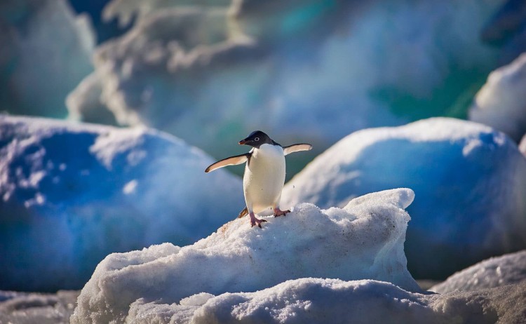 Gentoo penguin alone on the ice