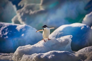 Antarctic Peninsula: Fly the Drake