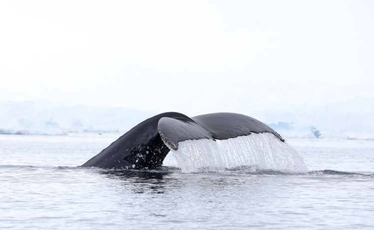 Whale spotting on a Zodiac cruise