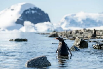 Antarctic Peninsula Odyssey Cruise