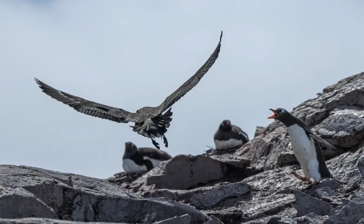 Antarctic Peninsula Odyssey cruise