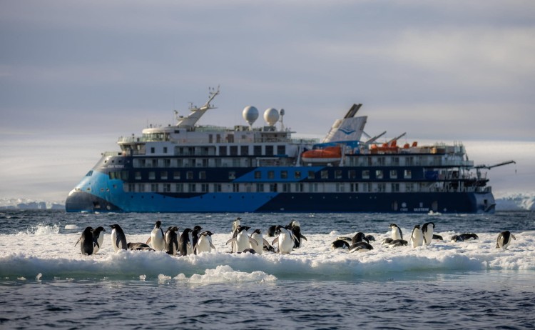 Antarctic Peninsula Wildlife AdelieP enguins OceanVictory Weddell Sea