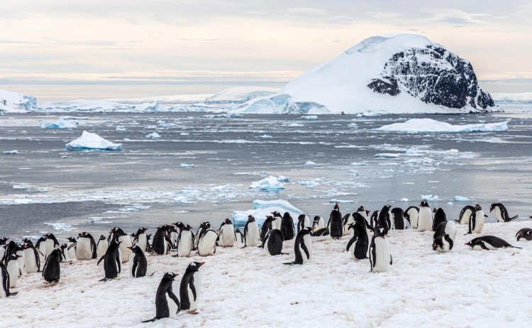 Antarctica Danco Island gentoo penguins AE SMALL