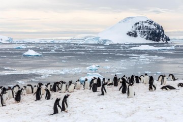 Antarctic Peninsula: The Classic Voyage