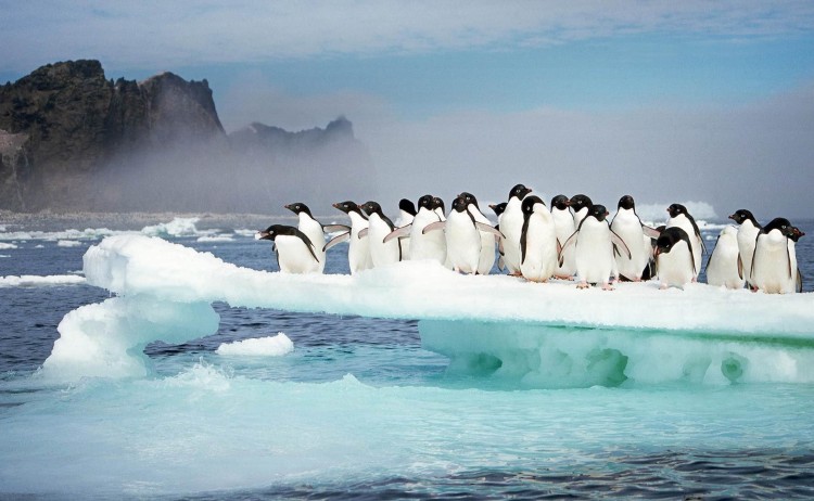 group of Adelie penguin on the floating ice