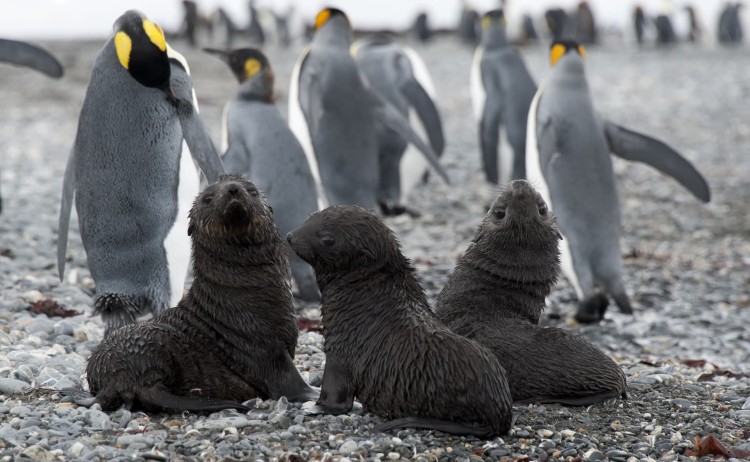 Antarctica colony of seals with pup seals