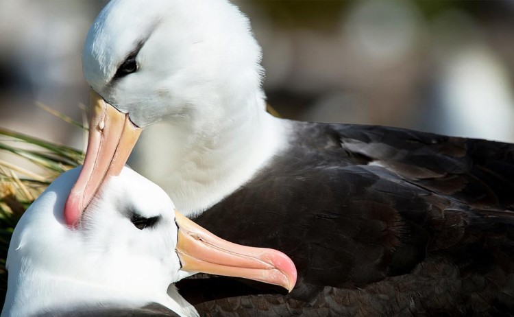 falklands south georgia antarctica albatross Poseidon