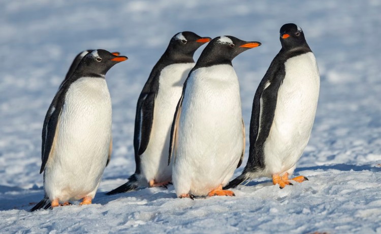 Gentoo Penguins Half Moon Island