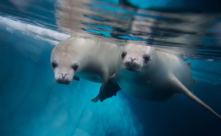 Seals captured during scuba diving in Antarctica
