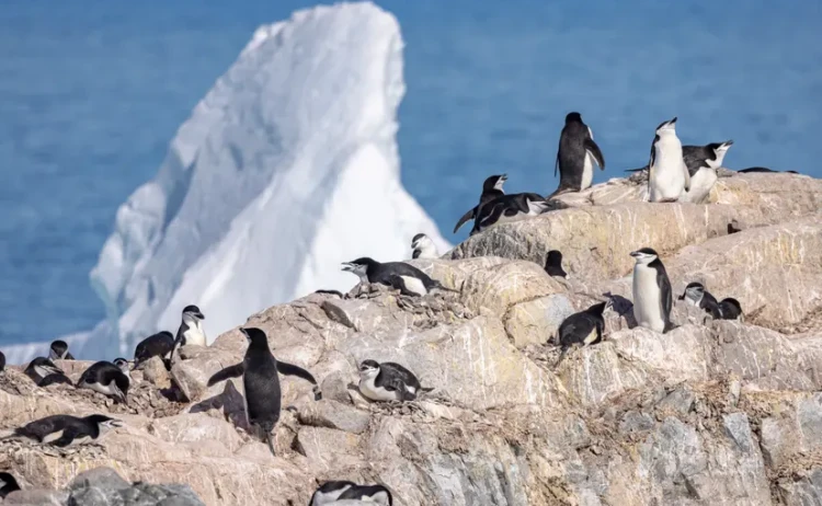 Anarctic wonders penguin colonies