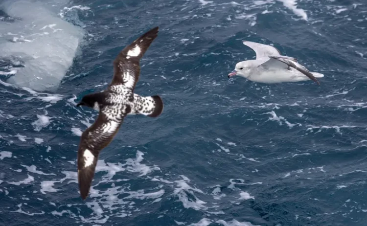 Antarctic wonders Albatros soaring