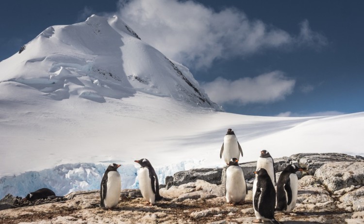 Penguins Antarctica oceanwide