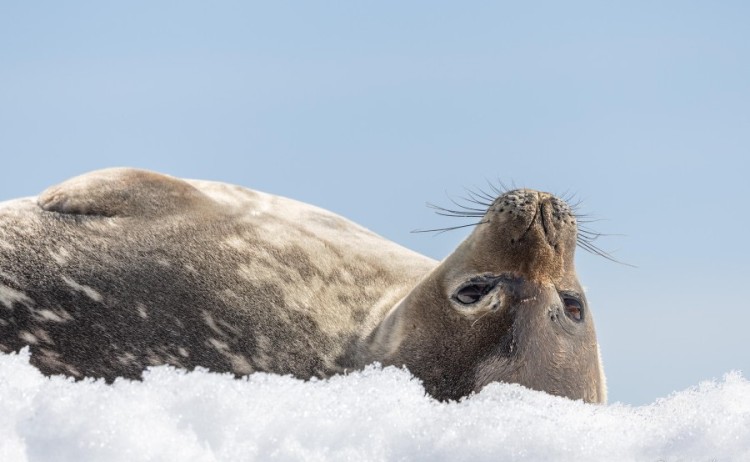 Weddel Seal Oceanwide