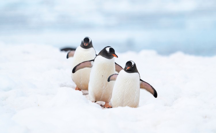 A21 fineart OCN08 CA 2022 23 Yuki Davidoff 05420.JPG