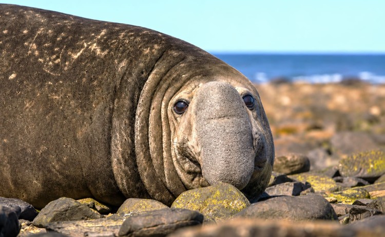 Antarctic Elephant seal