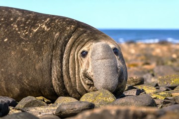 Antarctica and South Georgia Air-Cruise