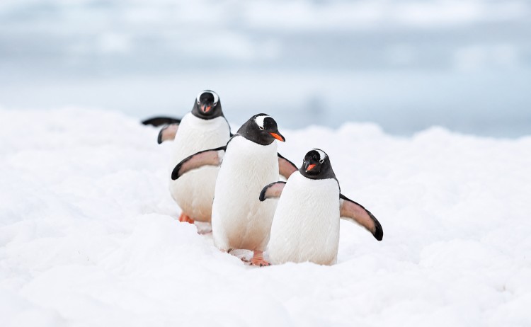 Gentoo penguins in Antarctica