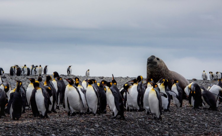Kings and elephant seal south georgia antarctica 21