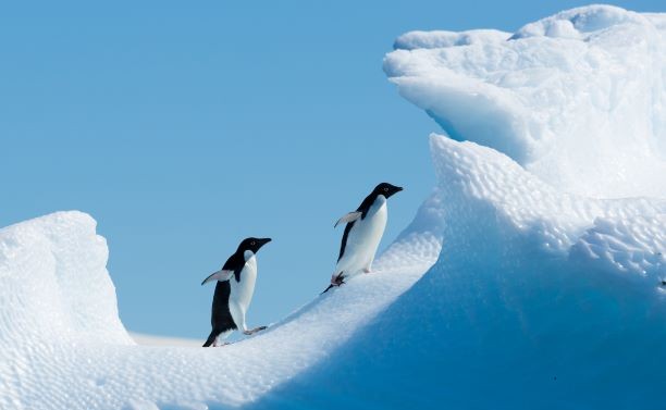 Penguins Antarctica 21 fly cruise