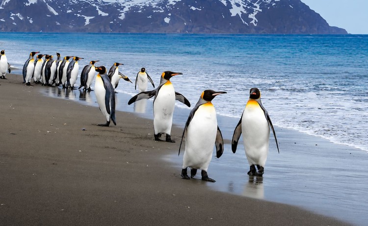 Penguins in South Georgia