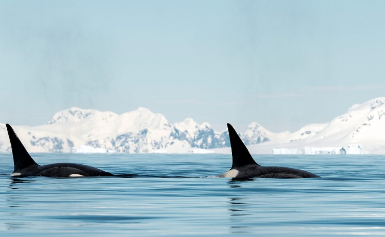 Ruslan Eliseev killer whales spotted in Antarctica