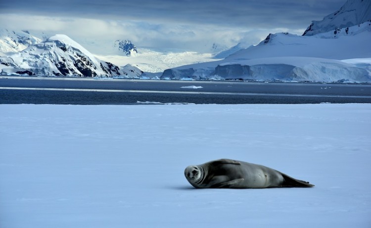 Seal Antarctica