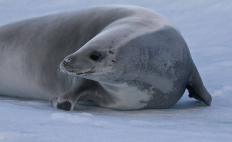 crabeater seal Antarctica peninsula 