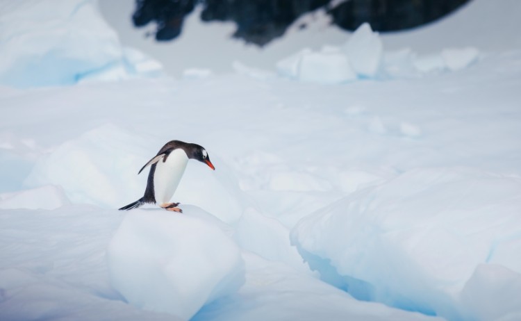 Penguin in Antarctica